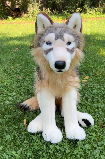 Wolf 12