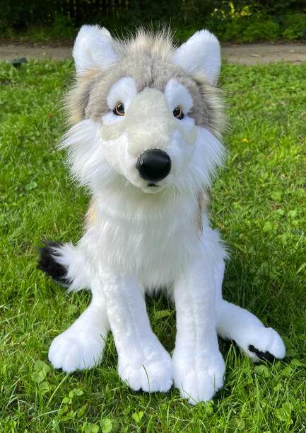 Wolf 11